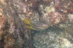 Wrasse - Mexican Hogfish - Bodianus diplotaenia