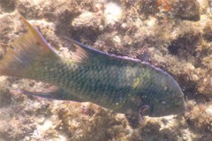 Wrasse - Mexican Hogfish - Bodianus diplotaenia