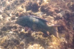 Wrasse - Mexican Hogfish - Bodianus diplotaenia