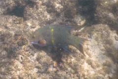 Wrasse - Mexican Hogfish - Bodianus diplotaenia