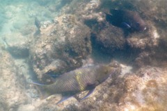 Wrasse - Mexican Hogfish - Bodianus diplotaenia