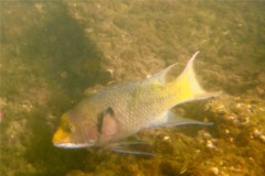 Wrasse - Mexican Hogfish - Bodianus diplotaenia