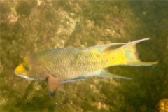 Wrasse - Mexican Hogfish - Bodianus diplotaenia