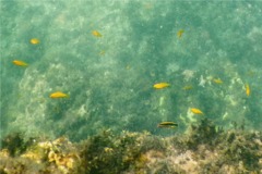 Wrasse - Mexican Hogfish - Bodianus diplotaenia