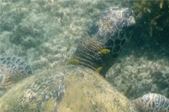 Jacks - Golden Trevally - Gnathanodon speciosis