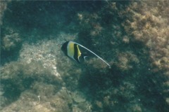 Surgeonfish - Moorish Idol - Zanclus cornutus