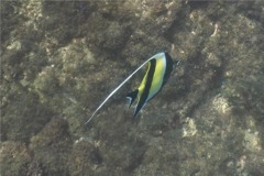 Surgeonfish - Moorish Idol - Zanclus cornutus