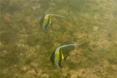 Surgeonfish - Moorish Idol - Zanclus cornutus