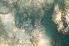 Parrotfish - Azure Parrotfish - Scarus compressus