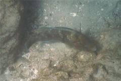 Parrotfish - Azure Parrotfish - Scarus compressus