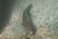 Parrotfish - Azure Parrotfish - Scarus compressus