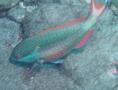 Parrotfish - Redband Parrotfish - Sparisoma aurofrenatum