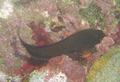 Blennies - Redlip Blenny - Ophioblennius macclurei