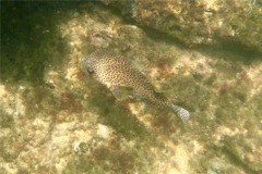 Porcupinefish - Porcupinefish - Diodon hystrix