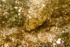 Porcupinefish - Balloonfish - Diodon holocanthus