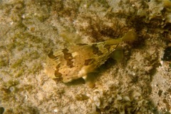 Porcupinefish - Balloonfish - Diodon holocanthus