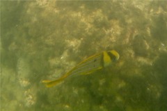 Porkfish - Panamic Porkfish - Anisotremus taeniatus