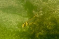 Porkfish - Panamic Porkfish - Anisotremus taeniatus