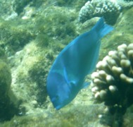 Wrasse - Bluespotted Wrasse - Anampses caeruleopunctatus