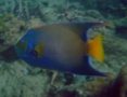 Angelfish - Queen Angelfish - Holacanthus ciliaris