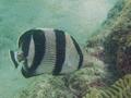 Butterflyfish - Banded Butterflyfish - Chaetodon striatus