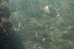 Chubs - Blue-Bronze Sea Chub - Kyphosus vaigiensis