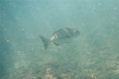 Chubs - Cortez Sea Chub - Kyphosus elegans