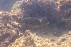 Chubs - Cortez Sea Chub - Kyphosus elegans