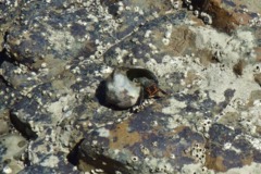 Crabs - Left Handed Hermit Crab - Calcinus laevimanus