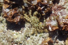 Crabs - Palicid Crab - Crossotonotus spinipes