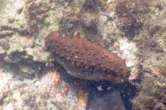 Sea Cucumbers - Brown Sea Cucumber - Isostichopus fuscus