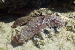 Sea Cucumbers - Red Snakefish Cucumber - Holothuria flavomaculata