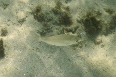 Mojarras - Pacific Flagfin Mojarra - Eucinostomus currani