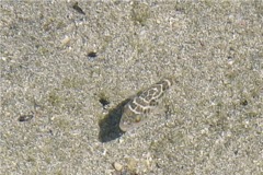 Pufferfish - Bullseye Puffer - Sphoeroides annulatus