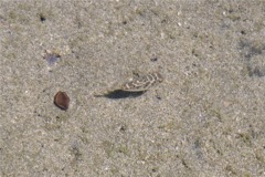 Pufferfish - Bullseye Puffer - Sphoeroides annulatus