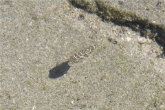 Pufferfish - Bullseye Puffer - Sphoeroides annulatus