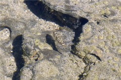 Pufferfish - Bullseye Puffer - Sphoeroides annulatus