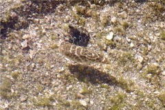 Pufferfish - Bullseye Puffer - Sphoeroides annulatus