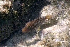 Pufferfish - Spotted Sharpnose Puffer - Canthigaster punctatissima