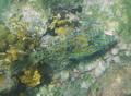 Filefish - Scrawled Filefish - Aluterus scriptus