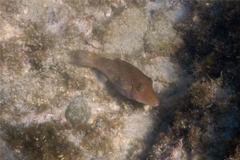 Pufferfish - Spotted Sharpnose Puffer - Canthigaster punctatissima