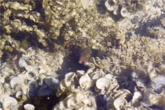 Pufferfish - Spotted Sharpnose Puffer - Canthigaster punctatissima