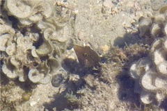 Pufferfish - Spotted Sharpnose Puffer - Canthigaster punctatissima