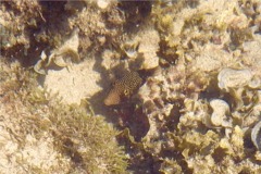 Pufferfish - Spotted Sharpnose Puffer - Canthigaster punctatissima