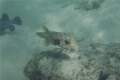 Pufferfish - Whitespotted Puffer - Arothron hispidus