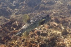 Pufferfish - Whitespotted Puffer - Arothron hispidus