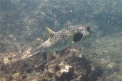 Pufferfish - Whitespotted Puffer - Arothron hispidus