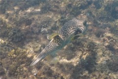 Pufferfish - Whitespotted Puffer - Arothron hispidus