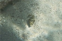 Pufferfish - Whitespotted Puffer - Arothron hispidus