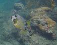 Trunkfish - Smooth Trunkfish - Lactophrys triqueter